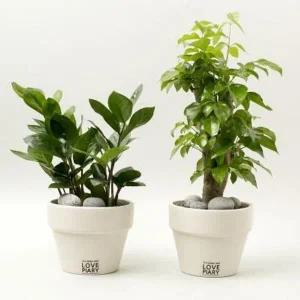 러브피어리 해피머니 모던 화이트 커플화분2종세트