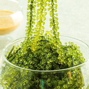 [이벤트]맛투데이 톡톡 터지는 바다포도 우미부도 100g + 참깨소스 증정