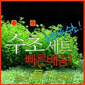 수초랑_초보자 6종세트_당일발송