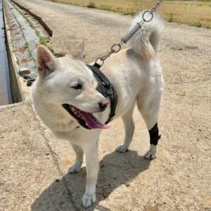 고퀄리티   대형 슬개골 강아지 탈구 보호대