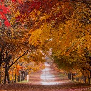 단양 월악산 단양강 스카이워크 잔도길 2025 당일 단풍 버스 여행