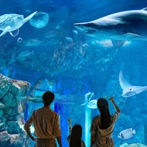 [광교] 아쿠아플라넷 입장권(11/1~11/30)