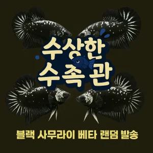 [수상한수족관] [플라캇베타 ] 사무라이 하프문 플라캇 수컷 베타 / 1마리 / 랜덤발송