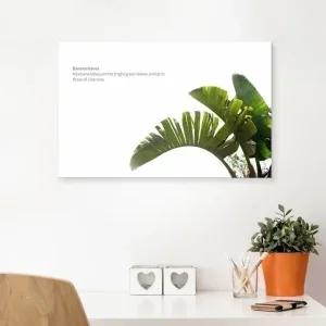 ( 출고옵션 - 35X35cm ) 북유럽감성 캔버스액자 바나 (WF16808)