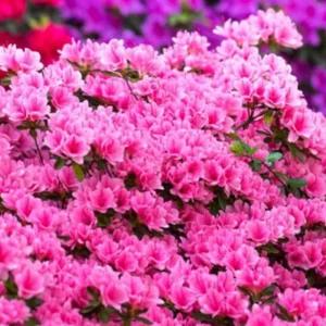 석암 철쭉 묘목 철쭉나무 울타리 나무