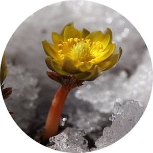 복수초 /노란복수초 /복풀/3포트분묶음/야생화/ 취미 /봄철화단 /포트화분