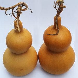 조롱박 특대/ 민속용품 장식 천연 인테리어소품 박공예 만들기재료