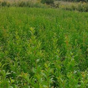 석류나무/pomegranate tree/묘목/대홍/흑왕자/환타지/과실수/유실수