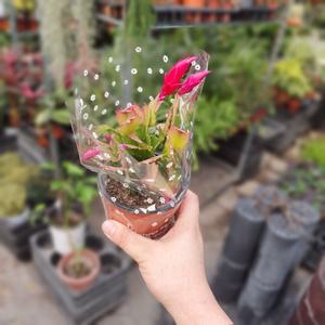 게발선인장 다육식물 다육이 소품 인테리어식물   28S