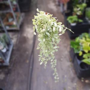 뉴디시디아화이트 소품 공기정화식물  45S