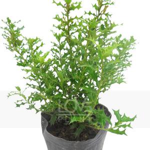 호랑가시 나무 묘목 빨간 열매 홀리 구골목서 야생화 식물 키우기 소품