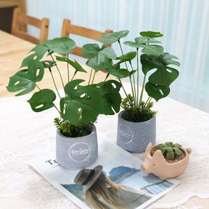 인조나무 인테리어 조화 화분 큐티 몬스테라 2p set