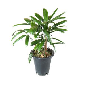 갑조네 관음죽 대품 개별배 송