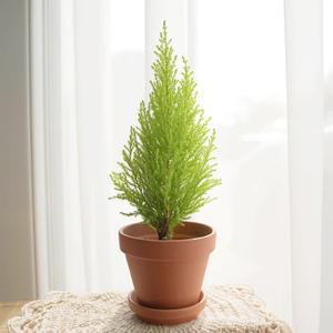 갑조네 율마(소품)