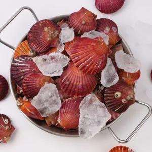 [롯데백화점]맛딜 오동통한 고성 홍가리비 2kg (30-40미 내외)