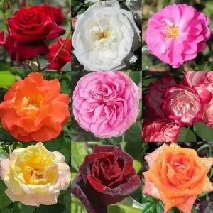 [충북농원] 넝쿨장미 사계넝쿨장미 땅장미 포트묘 42종 - 수입장미/고급장미/희귀종 고급장미 포함