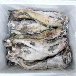 [삼풍수산] 냉동동태 10마리 명태/동태탕용