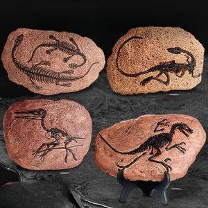 암모나이트 화석 공룡 수집품 삼엽충 표본 장식 시조새 교구 고생물 골동품 수석 과학 천연 이색