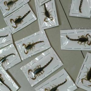 곤충표본 사슴벌레 장수풍뎅이 잠자리 딱정벌레 실제 전갈 곤충 표본 교육 보조기구 취미 수집 DIY 공예 가