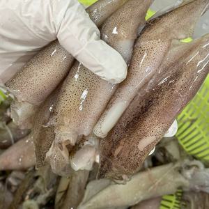 통찜용 급냉 총알한치 1kg 