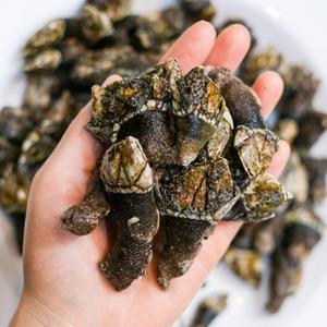 자연산 거북손 거제도 제철 급냉 자숙 생물 효능 1kg