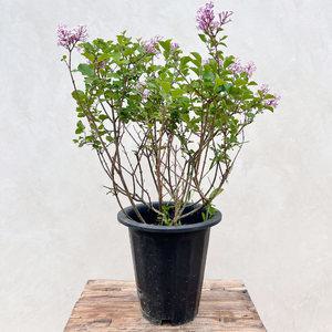 라일락 미스김라일락 수수꽃다리 나무 묘목 화분