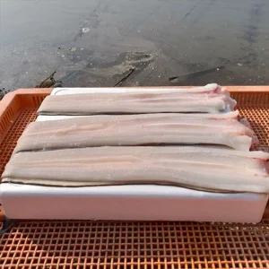 국내산 통영 바다장어 1kg