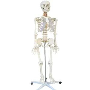 해부학적 인체 모형 교육용 모델 뼈 실습 해골