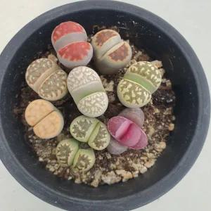 [앨리다육코리아] 작은 돌 사이에서 피어나는 생명의 신비, 리톱스 모듬 화분크기 7.5cm