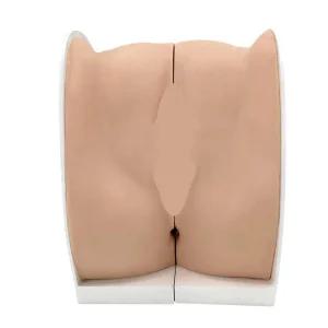 여자생식기모형 산부인과 자궁 인체 교육 모형 교구 단일상품