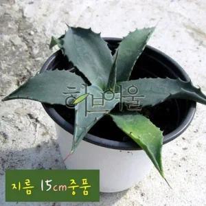 아가베 용설란 다육 마사만 중품 네오멕시카나 15cm