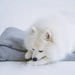 대형견 꿀잠 휴식용 방석겸 침대 XL U142819 대형견용