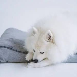 대형견 꿀잠 휴식용 방석겸 침대 XL U142819 대형견용