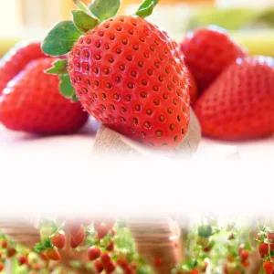 [김포] 영일 딸기 체험/체험/일산가볼만한곳/딸기따기/솜사탕만들기/키즈/단체/겨울/키링/만들기