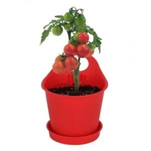 홈가드닝 플랜트인테리어 화분 방울토마토 인테리어화분 미니식물 화분장식