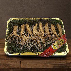 갤러리아 [풍기인삼] 5년근 수삼 1채 750g (7-8뿌리/등바구니)