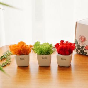 미뇽트리플 쁘띠 모스화분(3컬러)세트 스칸디아모스