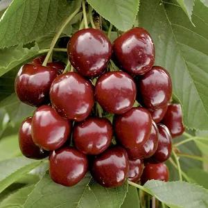 라핀 체리나무 접목 1년생 특묘 자가수정 체리나무 수분수 겸용 묘목 (목하원예조경)