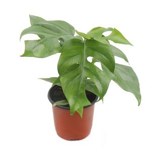 갑조네 히메몬스테라(소품)