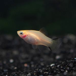 가위 플래티 [5마리] 난태생 열대어 물고기 관상어 마리아쿠아