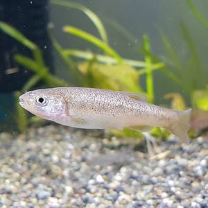 [신세계수족관] 관상용 민물고기 버들치 5~6cm 2마리