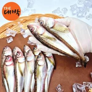 제철 묵호항 알 도루묵 알배기