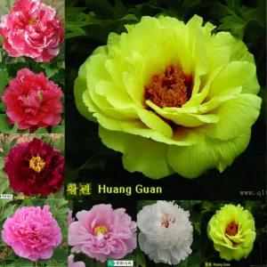 황관 겹꽃 목단 나무 묘목 개화주 3지 모란 봄꽃 조경나무 (목하원예조경)