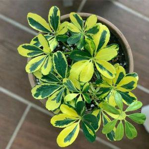 무늬홍콩야자 공기정화식물 꽃 키우기쉬운식물