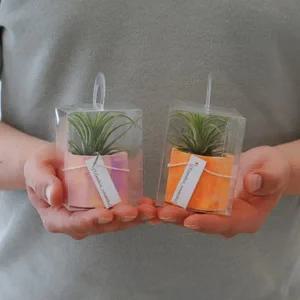 [환경 정서 교육] 이오난사 공기정화 화분 diy 키트 / 학교 /복지관 /힐링 프로그램용