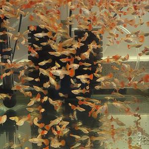 고정구피 / 알비노 풀레드구피  (유어 1.5 cm 전.후 암컷만 10마리)