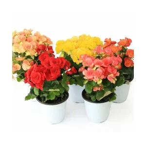 대성식물 장미 베고니아 중품 사계절 내내 피는 야생화 봄 꽃 식물