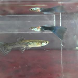 입문용 EMB / HB블루구피(유어,갓성어 랜덤/숫2+암5)