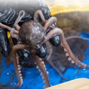 [해남미소] 오렌지수산 소낙지 10마리(마리당 40-70g)