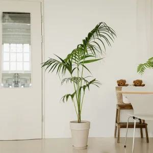 겐차야자 겐자야자 중대형 독일토분세트 3colors (수도권배송)